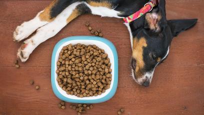 Dog relaxing next to their food bowl