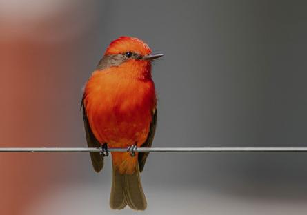 A vermillion flycatcher sitting on a wire